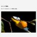 ���T�V ���}�̏W�� �����r�v�b�V���J�b�g 2�i�� �A���r���n #521[�n�T�~ �K�[�f�j���O ���|�p�i ���� ���}�؂�΂���] �_LINE���F�B��300�~OFF�^ �֘A�摜2