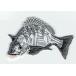  вышивка утюг нашивка рыба ( морской лещ / Kuroda i/ чёрный морской лещ )