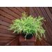  conifer golden mop ( conifer, garden tree, plant, evergreen tree, ground cover, evergreen )