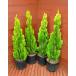  conifer elegantissima 80cm 4 pcs set ( garden tree, plant, evergreen tree, conifer, symbol tree, Christmas tree, set commodity, raw .)