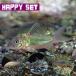 ( тропическая рыба ) happy комплект изумруд зеленый Corydoras примерно 3cm 1 шт + Corydoras Mix красный, белый,pare примерно 2-3cm 3 шт 