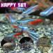  happy комплект neon Tetra SM примерно 1.5-2cm 10 шт + Corydoras Mix красный * белый *pa редкость tas примерно 3cm 3 шт 