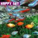 ( тропическая рыба ) happy комплект neon Tetra SM примерно 1.5-2cm 10 шт + Mix pra ti примерно 2-3cm 5 шт 