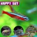 ( тропическая рыба ) happy комплект машина jinaru Tetra bleed примерно 1.5-2cm 6 шт + Corydoras Mix красный * белый *pa редкость tas примерно 3cm 3 шт 