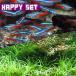 ( тропическая рыба ) happy комплект ( водоросли ) случайный водоросли 15шт.@+ neon Tetra SM 10 шт 