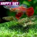 ( тропическая рыба ) happy комплект ( водоросли ) случайный водоросли 1 2 шт + Mix Guppy [ иностранного производства ] 3 пара 