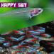 ( тропическая рыба комплект )[ happy комплект ] neon Tetra ( примерно 1.5-2cm)(10 шт ) + trance lucent стакан кошка ( примерно 3-4cm)(2 шт )