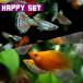 ( тропическая рыба комплект )[ happy комплект ] Mix Guppy ( примерно 3cm)(3 пара ) + Mix ba Rune mo- Lee ( примерно 2.5cm)(3 шт )