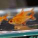 ( тропическая рыба ) красный Cherry Tetra ( примерно 2cm)(1 шт )