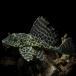 ( тропическая рыба Plecostomus ) собственный .n Plecostomus примерно 8-10cm 1 шт 