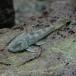 ( тропическая рыба ) bronze Plecostomus примерно 5cm 1 шт 