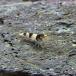 ( креветка ) новый bee shrimp примерно 1-1.5cm 50 шт 