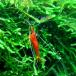 ( креветка ) Bloody Marry шримс примерно 1cm 20 шт 