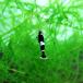 ( креветка ) черный тень шримс Panda 1cm 1 шт 