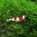 ( креветка )A комплектация Red Bee Shrimp примерно 1cm 10 шт 