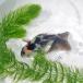  Panda ... Ryuukin 6cm на фото 2 шт комплект 