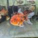 ( золотая рыбка организм ) rose tail Голландия Indonesia производство ( примерно 9cm)(1 шт )(ora1)