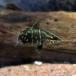 ( день .)a черепаха Сикоку производство примерно 2-3cm 1 шт 