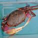 ( пресная вода краб ) Indonesia производство mi Nami okagani(. длина 8cm)(1 шт )