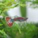 ( тропическая рыба )mo The ik Guppy [ иностранного производства ] примерно 3cm 3 пара 