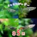 ( тропическая рыба ) Mix Guppy женский * иностранного производства женский 5 шт 