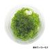 ( мох ) Южная Америка Willow Moss (S cup )(1 шт )