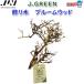 ( аквариум сопутствующие товары )JUN украшение дерево Bloom дерево ( посылать за товар ) аквариум / тропическая рыба / аквариумная рыбка / почтовый заказ / аквариум / террариум 