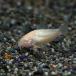 ( Neos распродажа )( тропическая рыба ) белый Corydoras a рубин Noah ene незначительный ( примерно 3cm)(3 шт )