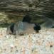( Neos распродажа )( тропическая рыба ) Corydoras Panda [ bleed ] ( примерно 2cm)(3 шт )