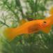 ( Neos распродажа )( тропическая рыба организм ) orange mo- Lee ( примерно 3-4cm)(6 шт )