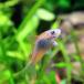 ( Neos распродажа )( тропическая рыба ) Corydoras benezela orange ( примерно 2cm)(3 шт )