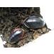 satsuma cockroach pair sale ( organism )*. put on compensation equipped ( region limitation )