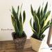  декоративное растение сансевиерия 6 номер + banana 4 угол корзина FKTK