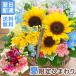  flower flower arrange birthday flower rose. arrangement sunflower . flower gift present natural flower arrangement opening festival . marriage memory day woman next day delivery summer FKAA