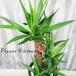  юкка молодежь. . декоративное растение юкка. растение в горшке M 7 номер горшок отправка в тот же день ..... зеленый подарок FKTK