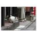 ǭݥȥɥ꡼ Cat in Tokyo 014 ࡼ󥰥եå FLAGS