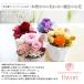�v���U�[�u�h�t�����[ Cocotte Favori �R�R�b�g�t�@�{�� �ʐ^������� �q�ǂ� �� �� �� ����������� ���΂������ �a���� �v���[���g �� �M�t�g �֘A�摜2