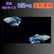 [. рыба MS размер ] Мали a-jukising широкий ласты me Dakar . рыба 5 шт +α [ Honshu ( China, Сикоку за исключением ) бесплатная доставка ]