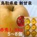  осень подарок новый . Izumi .. красный превосходящий товар 5~7 шар примерно 1.8kg Tottori префектура производство JA Tottori центр подарок дата указание ok подарок ..... ... соответствует 