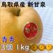  груша новый . Izumi .. синий превосходящий товар 3 шар примерно 1kg Tottori префектура производство JA Tottori центр подарок дата указание ok осень подарок подарок ..... ... соответствует 
