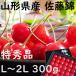  бесплатная доставка Yamagata префектура производство Sato . вишня 300g Special превосходящий товар L~2L рука .. несессер .. подарок День матери подарок 
