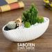  кактус ....toge нет selection незначительный волна форма модель можно выбрать животное фигурка имеется 