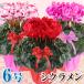 シクラメン 6号 花鉢 お歳暮 クリスマス プレゼント