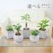  декоративное растение gaju maru pakira pothos ivy хедера shuga- Vine много .. дерево departure состояние . вид можно выбрать цемент горшок бетон 3 номер модный праздник подлинный товар салон 