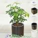  Mini декоративное растение Schefflera arboricola shefrela гидропоника стильный керамика горшок имеется 