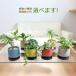  декоративное растение Mini керамика растение в горшке shuga- Vine ivy pothos cocos nucifera модный праздник tsuru. входить 