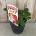  лесная земляника рассада 9cm pot клубника клубника садоводство трава рассада Herb