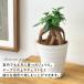 �ϗt�A�� �K�W���}�� 4���� �ϗt�A�� ���^ ������ ���� ���蕨 �v���[���g �C���e���A ������� �K�����^��ł����� �֘A�摜2