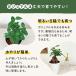 �ϗt�A�� �K�W���}�� 4���� �ϗt�A�� ���^ ������ ���� ���蕨 �v���[���g �C���e���A ������� �K�����^��ł����� �֘A�摜4