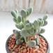  суккулентное растение sdmesenre-ma колено суккулентное растение 7.5cm pot 
